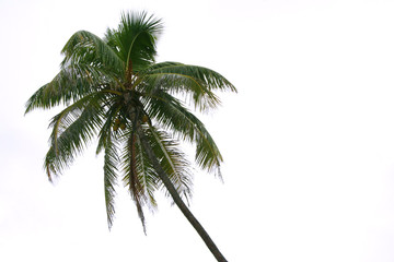 Isolated palm on the white background