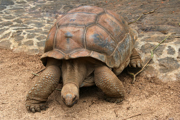 Huge turtle walking on the ground