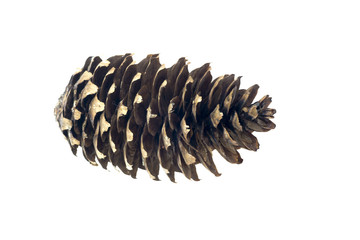 Fototapeta premium One isolated cone from pine tree