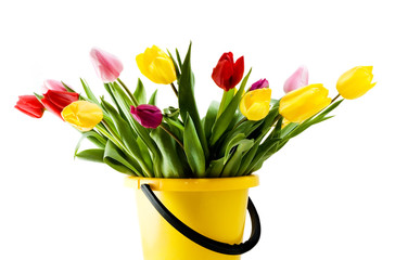 Multi-colored tulips in a yellow bucket. Isolated on white