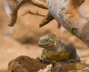 land iguana, galapagos islands, ecuador