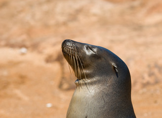 Obraz premium sea lion