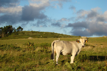Vache gasconne,Aude,Pyrénées