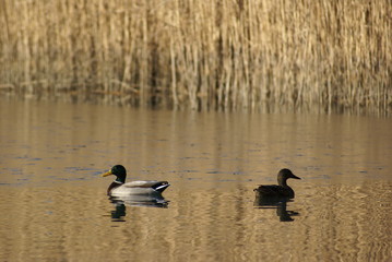 Canards