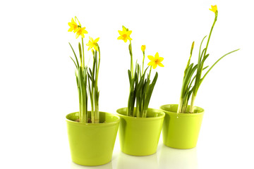 Three green pots with daffodils