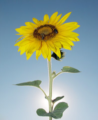 Fototapeta premium sunflower