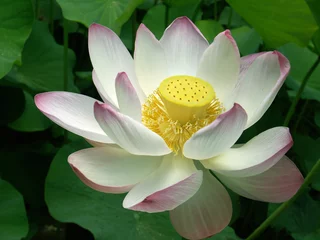 Papier Peint photo autocollant fleur de lotus fleur de lotus