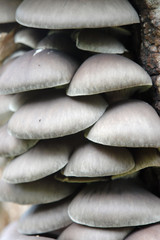 Group of tree fungi growing on tree trunk
