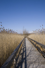 Passeggiata fra le canne