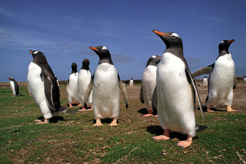 Obraz premium Penguins meeting in summer day