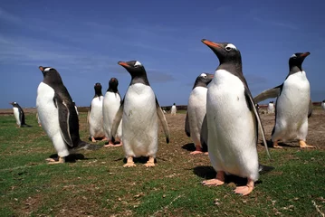 Rolgordijnen Penguins meeting in summer day © leksele