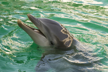 Bottlenose Dolphin (tursiops truncatus)