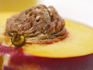 nektarine