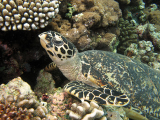 Obraz premium Hawksbill Turtle