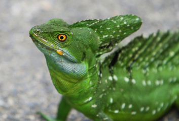 Close up headshot of an emerald double-crested basilisk