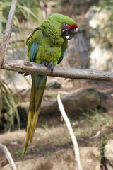 green parrot