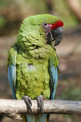 close-up of a parrot