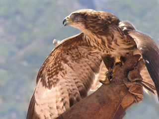 Rapace