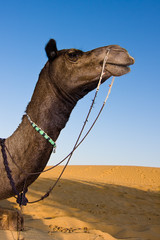 Head of a camel on safari - Thar desert, Rajasthan, India