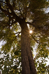 Sun shining through a giant tree - Thar desert, India