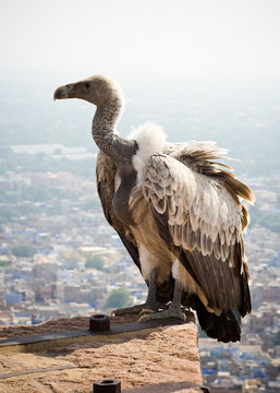 A white backed vulture perched on a wall at Meherangarh fort