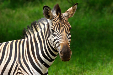 Fototapeta na wymiar Zebra z bujne zielone tło patrząc na kamery