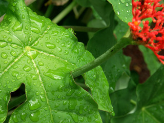 fleur de corail