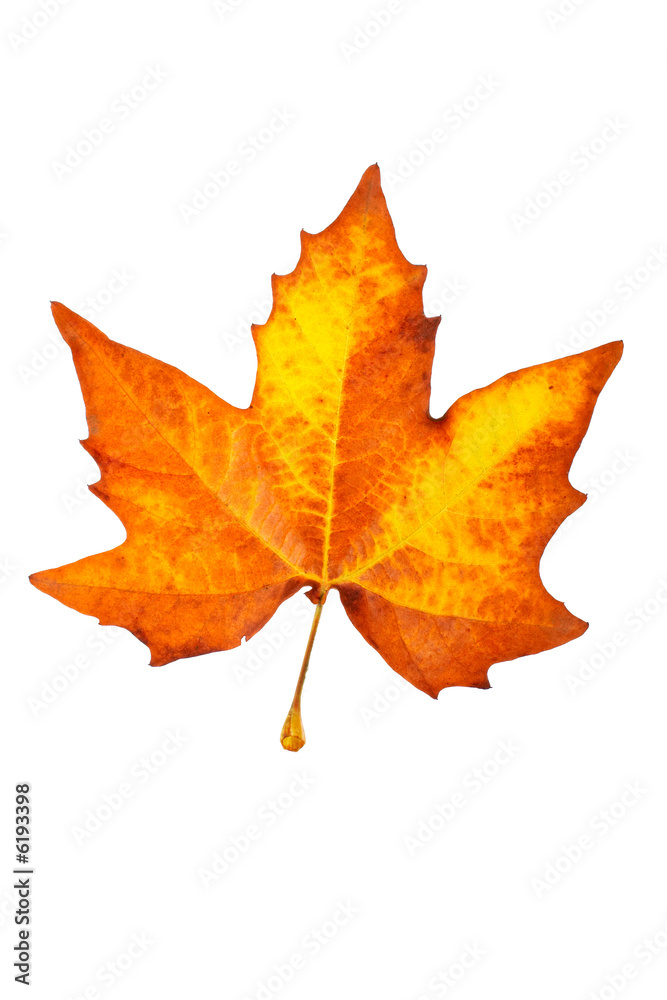 Wall mural one maple leaf, isolated on white background