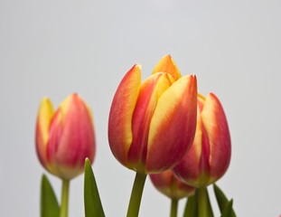 Tulpenstrauss