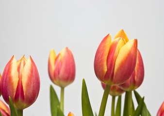 Naklejka premium Tulpenstrauss