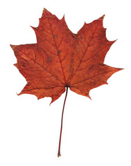 pressed dry maple leaf