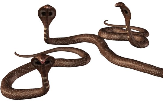 Schlangen (dunkelbraun,freigestellt)
