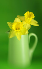 Soft focus yellow daffodils with a green background
