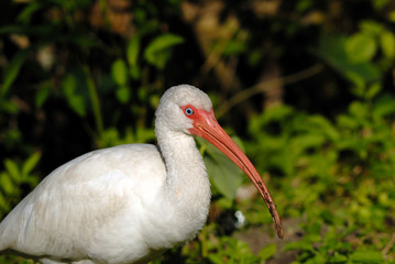 white ibis having searching lunch