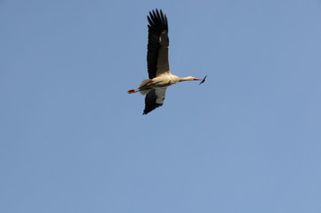 storch