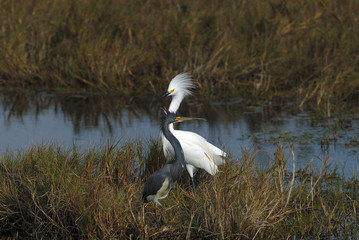 Snowy Egret showing off