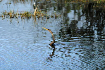 snakebird fishing