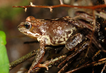 Grasfrosch