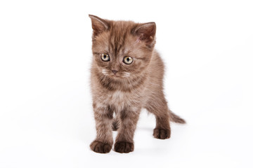 British kitten