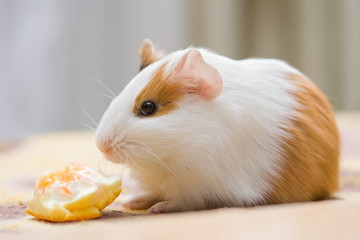 Guinea pig