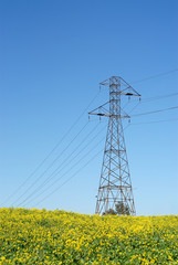 Power line in a bright and vibrant field of canola