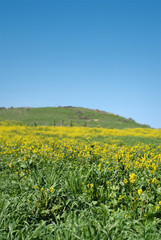 Agricultural scene with a crop of canola