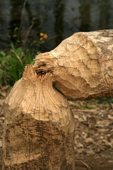Tree in Cades Cove with signs of a beaver.