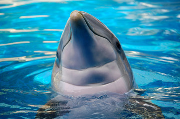 ein Delfin 