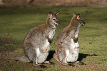 Naklejka na ściany i meble Bennet-kangury