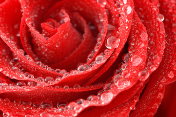 Rose with Water Drops/ background