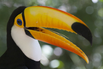 Colorful toucan - Ramphastos toco © ArtmannWitte