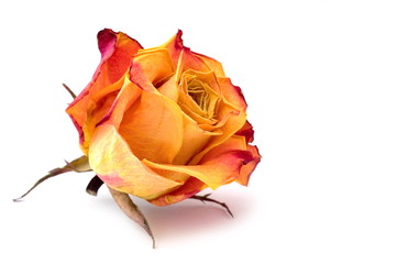 Dry rose bud on white background