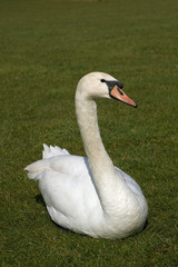 White swan posing