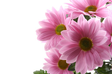Obraz na płótnie Canvas pink daisy flowers isolated on white - close-ups